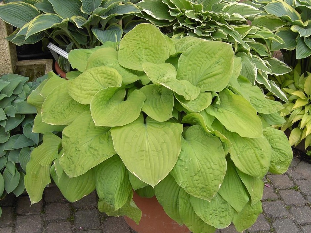 Hosta 'Zounds'